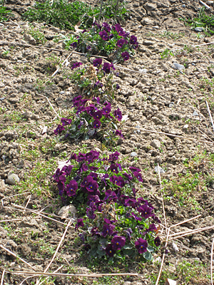 pansy unmulched